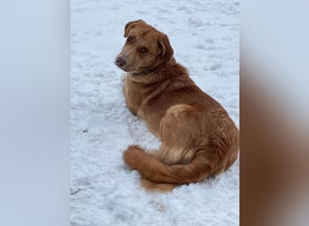 MÖHRCHEN, charakterstarke Aufpasserin, 1,5 Jahre, 70 cm, Mischling, Tierschutz, auf Pflege in 57635