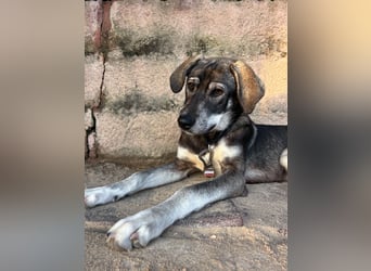 Zauberhafte Nori wartet auf unserem Tierschutzhof in Portugal!