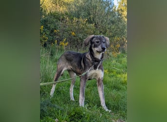 Zauberhafte Nori wartet auf unserem Tierschutzhof in Portugal!