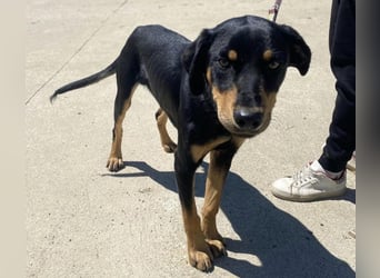 Kannst du Anubis dein Herz schenken?