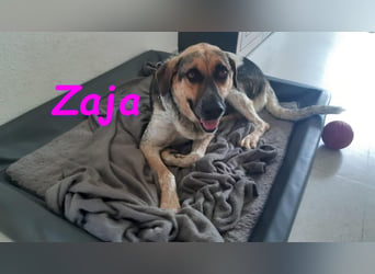 Zaja geb. 12/2023 (in Deutschland) - lustige und sehr anhängliche Hündin sucht Familienanschluss!