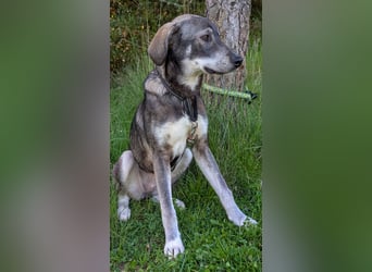 Zauberhafte Nori wartet auf unserem Tierschutzhof in Portugal!