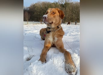 MÖHRCHEN, charakterstarke Aufpasserin, 1,5 Jahre, 70 cm, Mischling, Tierschutz, auf Pflege in 57635