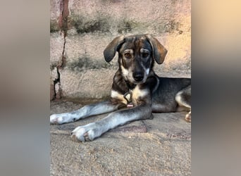 Zauberhafte Nori wartet auf unserem Tierschutzhof in Portugal!