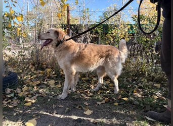 Habib - Braucht dringend einen warmen Platz!