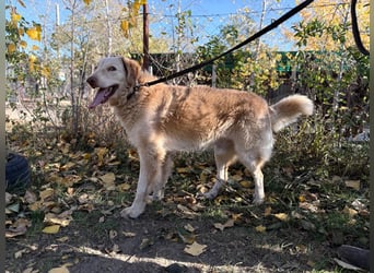 Habib - Braucht dringend einen warmen Platz!