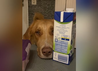 MÖHRCHEN, charakterstarke Aufpasserin, 1,5 Jahre, 70 cm, Mischling, Tierschutz, auf Pflege in 57635