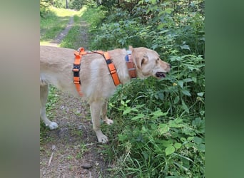 Großer Hund, großes Herz - Arturo sucht sein " für-immer-Zuhause"
