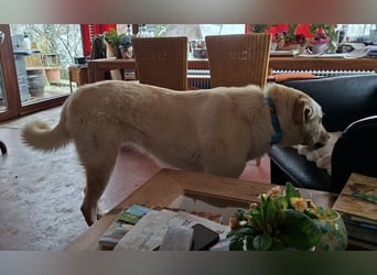 Großer Hund, großes Herz - Arturo sucht sein " für-immer-Zuhause"