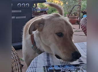 Großer Hund, großes Herz - Arturo sucht sein " für-immer-Zuhause"