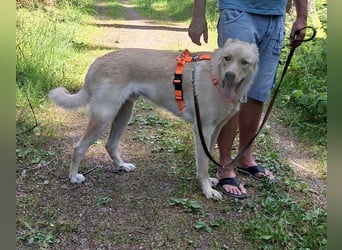 Großer Hund, großes Herz - Arturo sucht sein " für-immer-Zuhause"