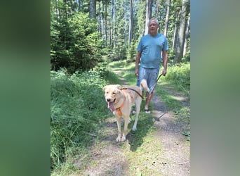Großer Hund, großes Herz - Arturo sucht sein " für-immer-Zuhause"