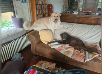 Großer Hund, großes Herz - Arturo sucht sein " für-immer-Zuhause"