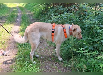 Großer Hund, großes Herz - Arturo sucht sein " für-immer-Zuhause"