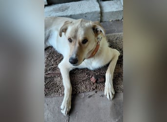Großer Hund, großes Herz - Arturo sucht sein " für-immer-Zuhause"