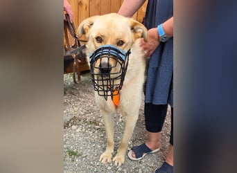 Großer Hund, großes Herz - Arturo sucht sein " für-immer-Zuhause"