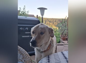 Großer Hund, großes Herz - Arturo sucht sein " für-immer-Zuhause"