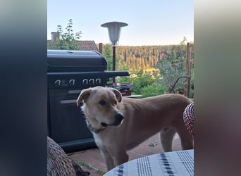 Großer Hund, großes Herz - Arturo sucht sein " für-immer-Zuhause"