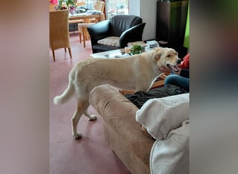 Großer Hund, großes Herz - Arturo sucht sein " für-immer-Zuhause"