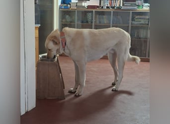 Großer Hund, großes Herz - Arturo sucht sein " für-immer-Zuhause"