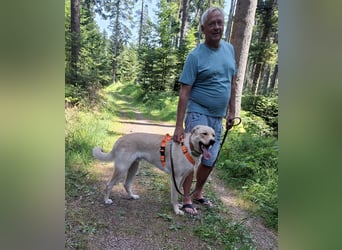 Großer Hund, großes Herz - Arturo sucht sein " für-immer-Zuhause"
