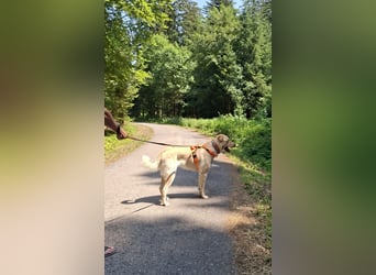 Großer Hund, großes Herz - Arturo sucht sein " für-immer-Zuhause"