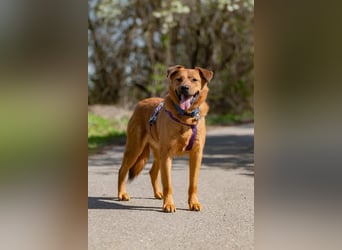 Wunderbarer Mandarin sucht sein Zuhause