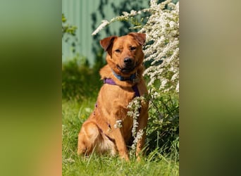 Wunderbarer Mandarin sucht sein Zuhause