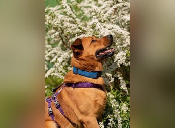 Wunderbarer Mandarin sucht sein Zuhause