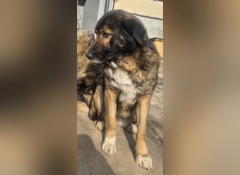 Boya - sanfte Riesin sucht einfach nur Liebe