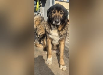 Boya - sanfte Riesin sucht einfach nur Liebe