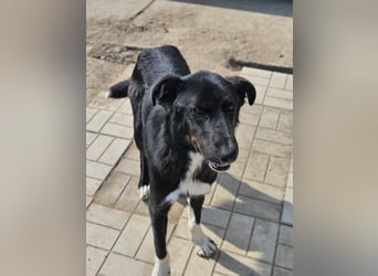 Casper II - großer lebensfroher Jungspund sucht aktive Menschen