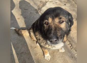 Boya - sanfte Riesin sucht einfach nur Liebe