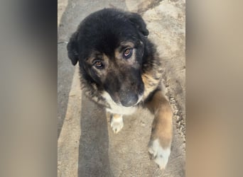 Boya - sanfte Riesin sucht einfach nur Liebe