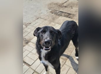 Casper II - großer lebensfroher Jungspund sucht aktive Menschen