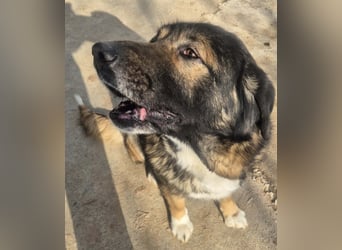 Boya - sanfte Riesin sucht einfach nur Liebe