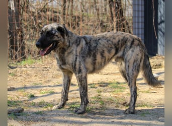 Sirius sucht Sicherheit