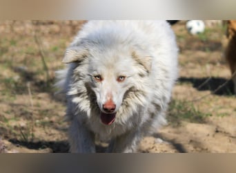 Alfy sucht ländliches Zuhause!