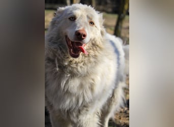 Alfy sucht ländliches Zuhause!