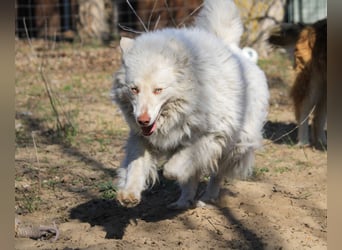 Alfy sucht ländliches Zuhause!