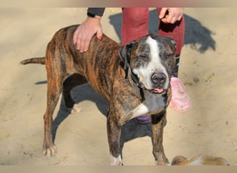 Bullet sucht Aktion!
