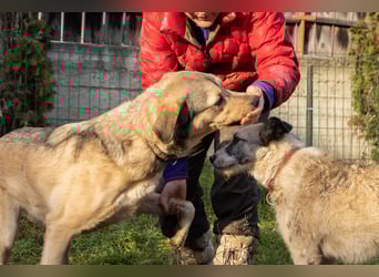 Romeo wünscht sich ein für immer Zuhause