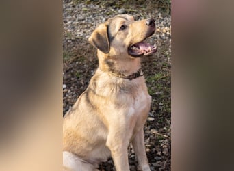 Romeo wünscht sich ein für immer Zuhause