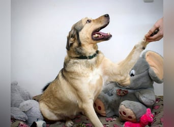 Romeo wünscht sich ein für immer Zuhause