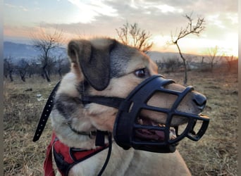 Romeo wünscht sich ein für immer Zuhause