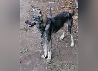 ARTO ❤ sucht Zuhause oder Pflegestelle