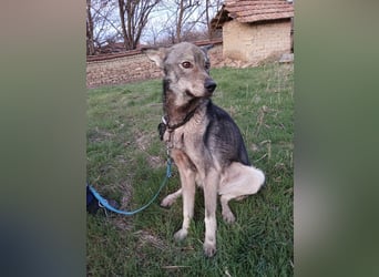 ARTO ❤ sucht Zuhause oder Pflegestelle