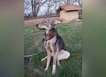 ARTO ❤ sucht Zuhause oder Pflegestelle