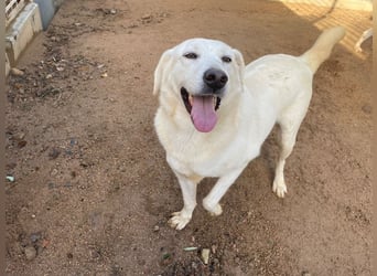 TORBATA - schön & groß