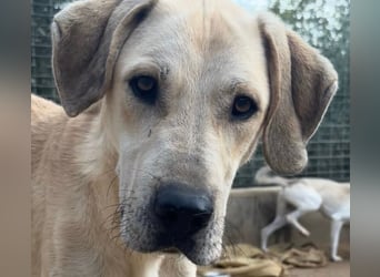 ARGO - gutmütiger & sanfter Riese